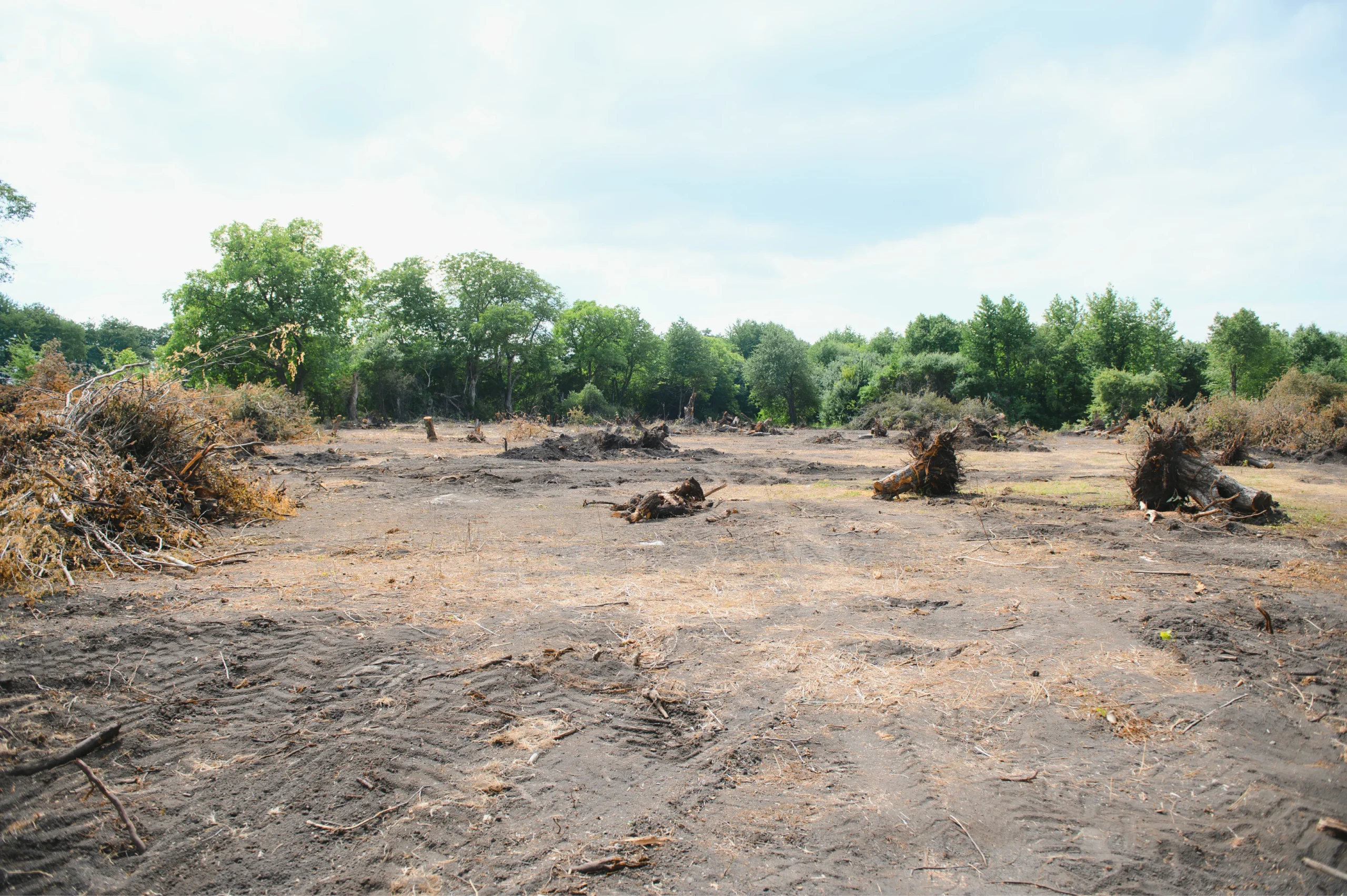 deforestation environmental problem rain forest destroyed for oil palm plantations photo 1